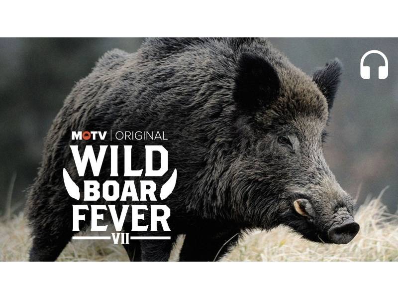 Wild Boar Fever - USA
